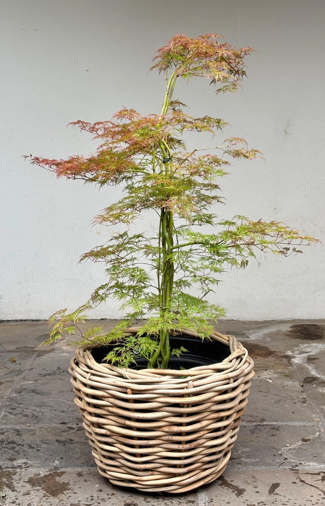 Acer palmatum 'Emerald Lace' / 100-125cm C14, Column  The Pavilion