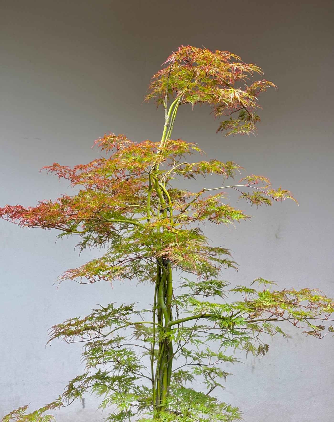Acer palmatum 'Emerald Lace' / 100-125cm C14, Column
