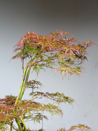 Acer palmatum 'Emerald Lace' / 100-125cm C14, Column