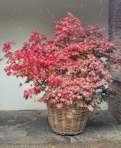 Acer palmatum 'Atropurpureum' 140-160cm C65