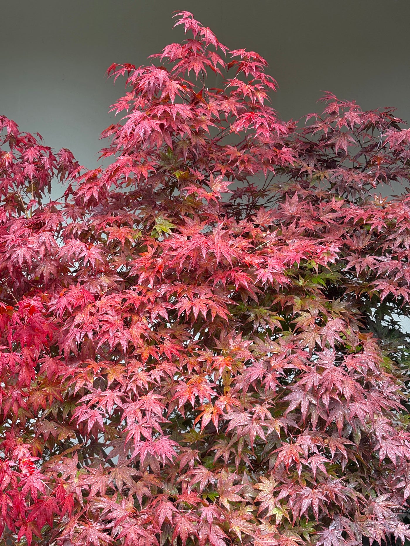 Acer palmatum 'Atropurpureum' 140-160cm C65