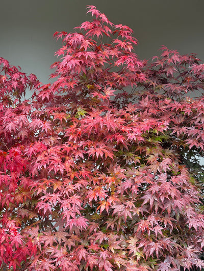 Acer palmatum 'Atropurpureum' 140-160cm C65