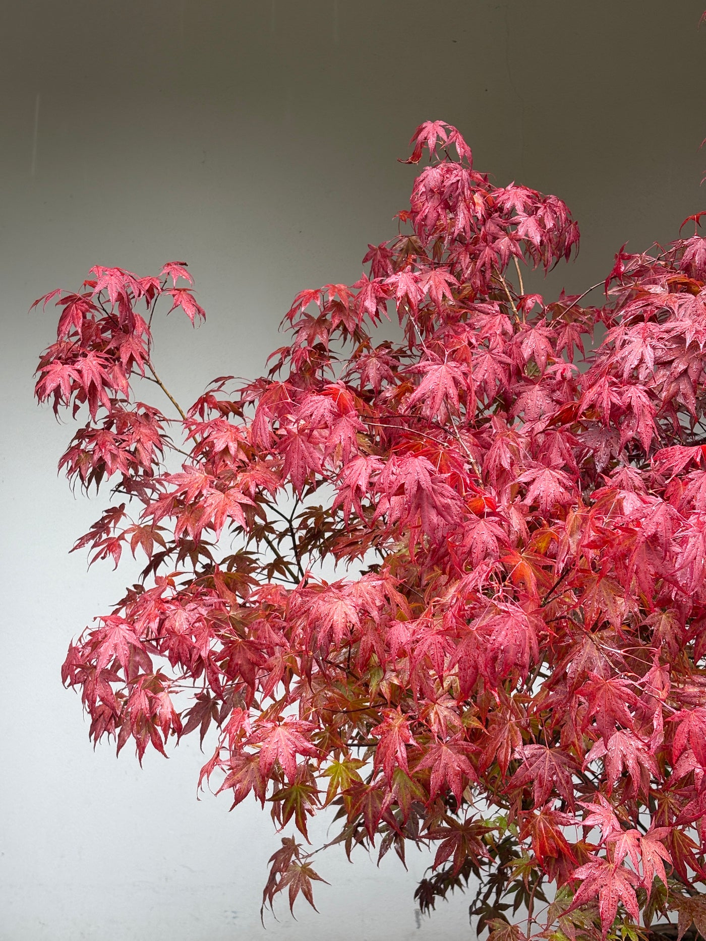 Acer palmatum 'Atropurpureum' 140-160cm C65