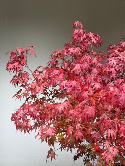Acer palmatum 'Atropurpureum' 140-160cm C65