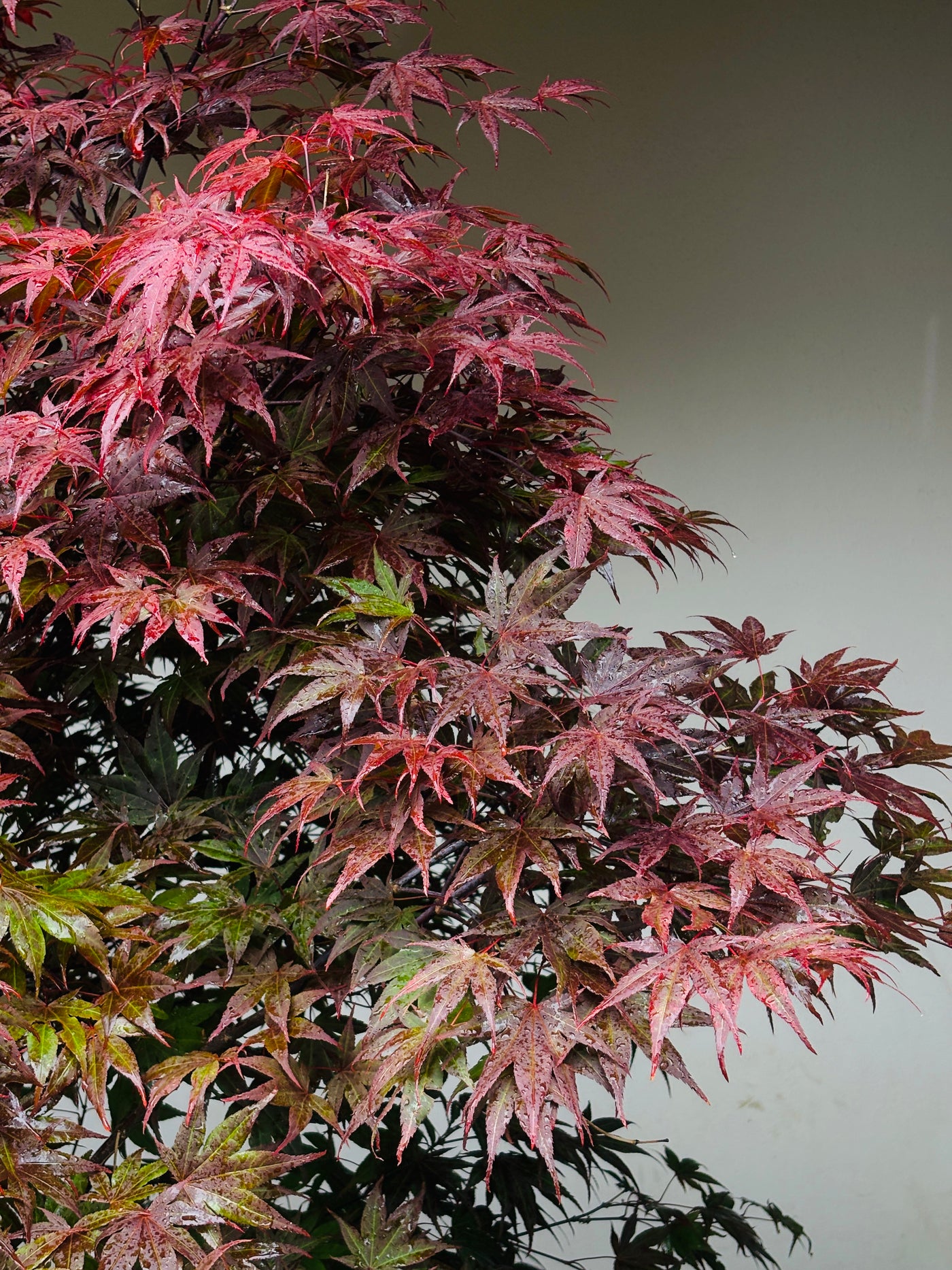 Acer palmatum 'Atropurpureum' 140-160cm C65