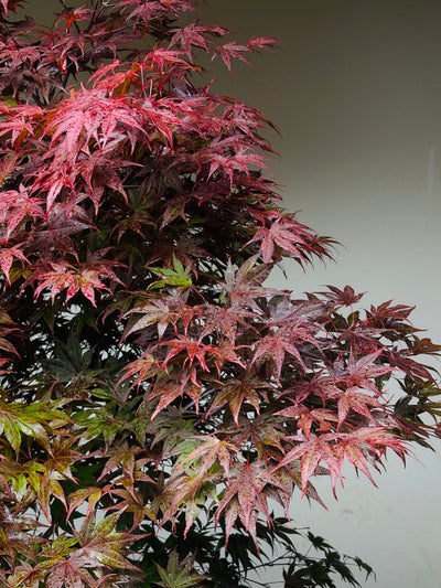 Acer palmatum 'Atropurpureum' 140-160cm C65