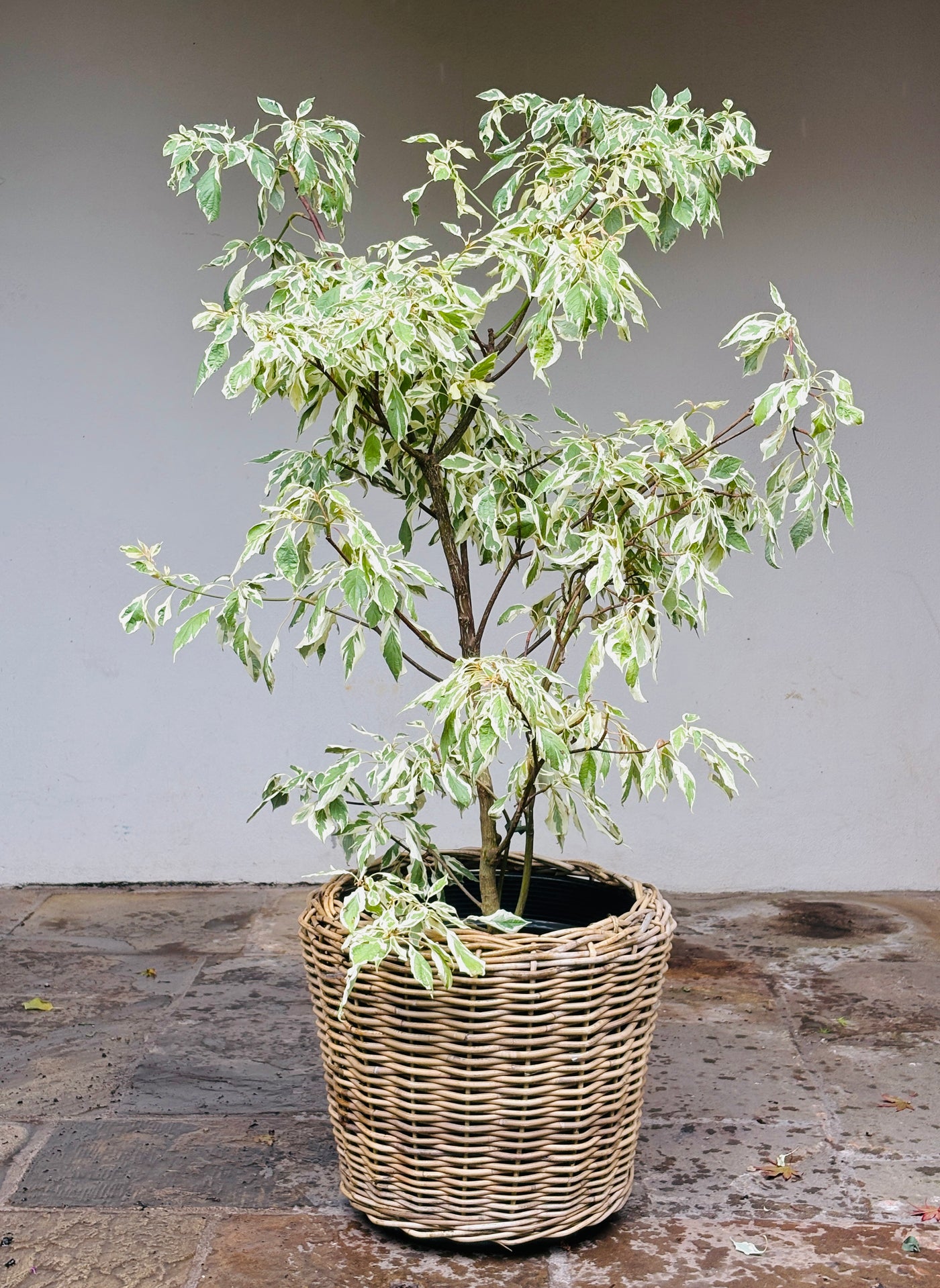 CORNUS controversa 'Variegata' 18/30L