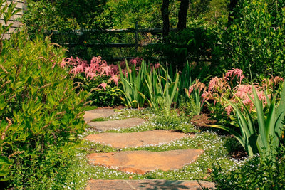 Garden Design Consultation