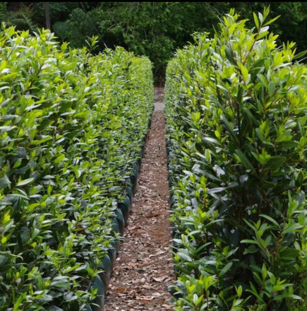 Laurus nobilis 175/200