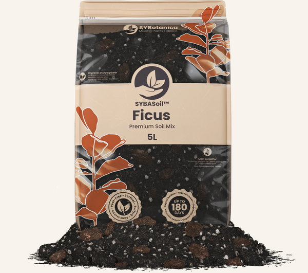 Ficus Mix 5L