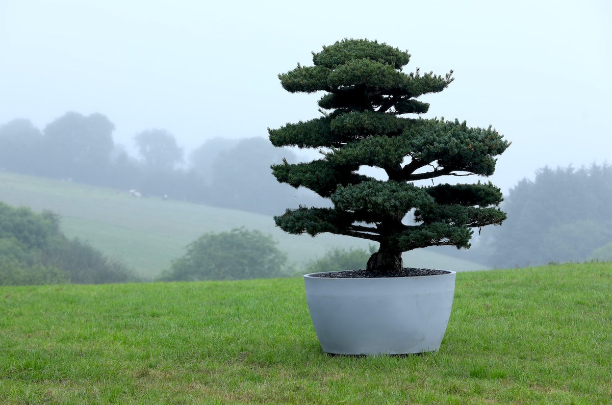 Bonsai tree in a pot on a grassy field with a misty background
