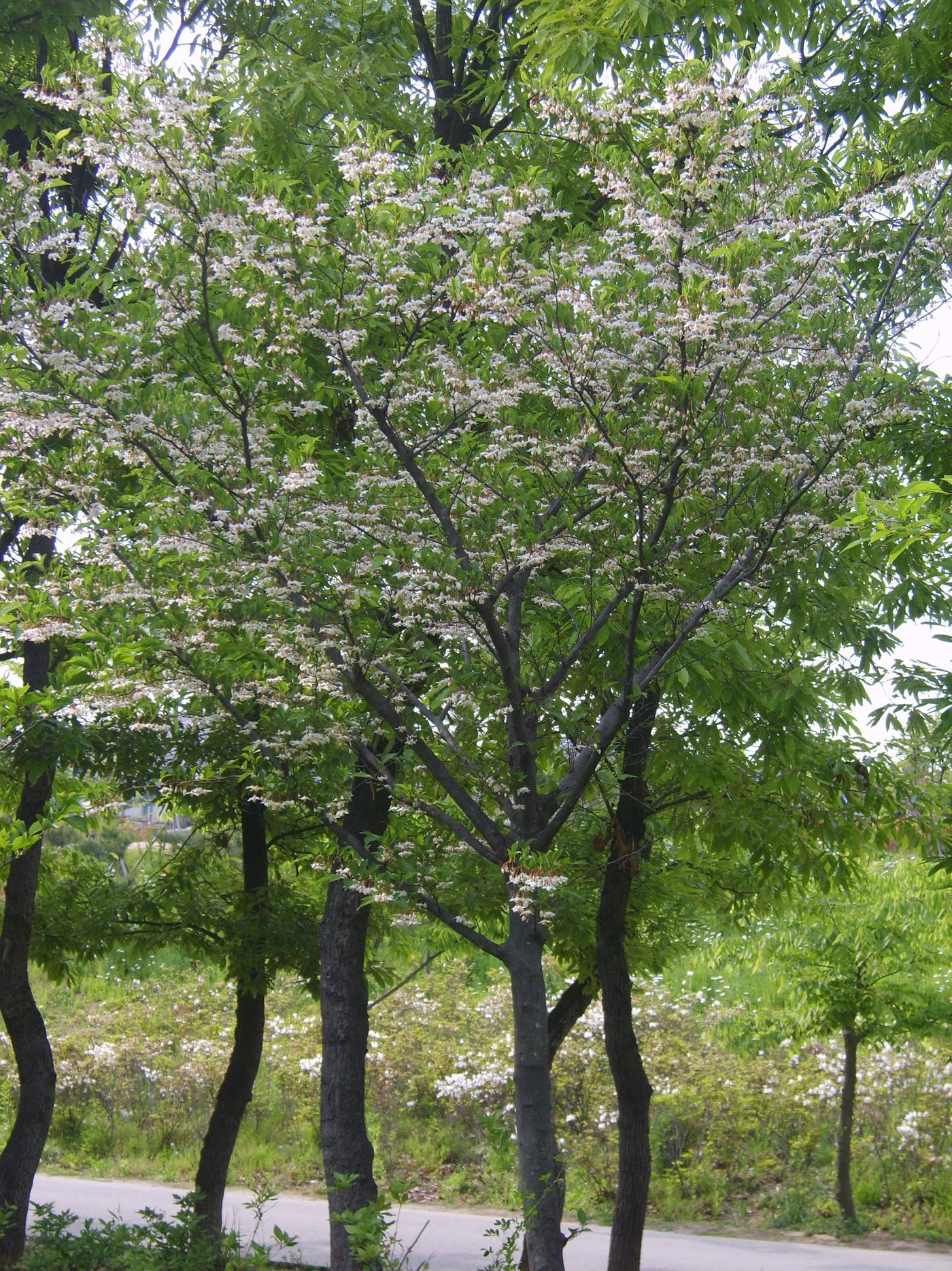 Styrax Japonicus Snowcone CLT 70 300-350