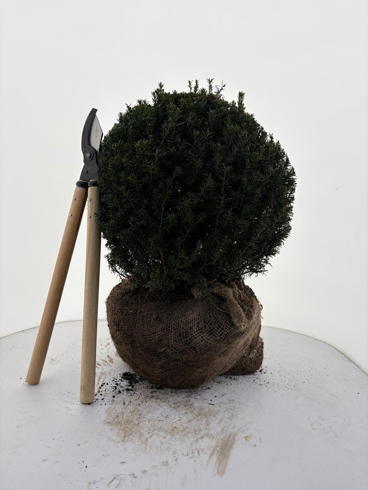 Taxus baccata 45 cm RB. ball (Bare Root Plants)
