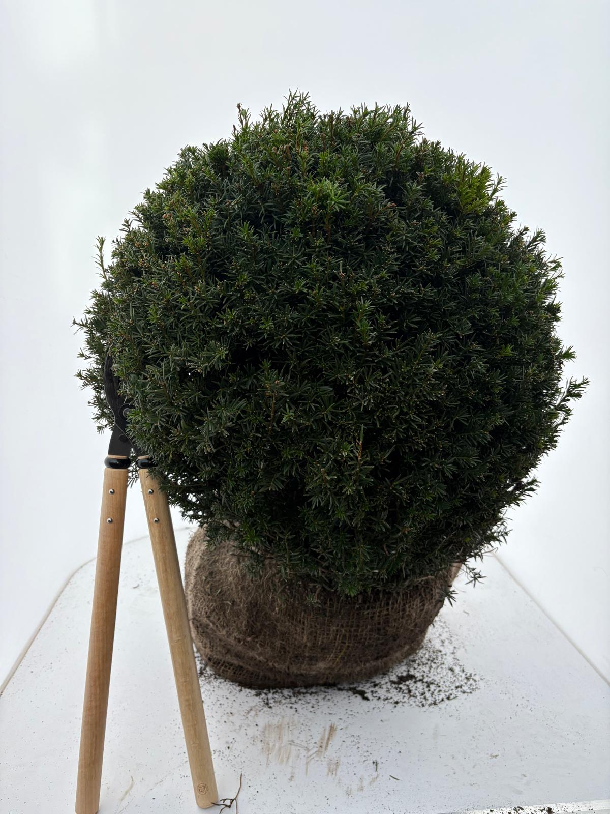 Taxus baccata 60 cm RB. ball (Bare Root Plants)