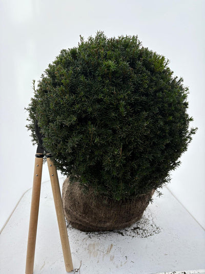 Taxus baccata 60 cm RB. ball (Bare Root Plants)