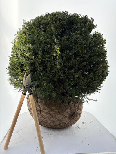 Taxus baccata 90–100 cm WRB. Dome (Bare Root Plants)