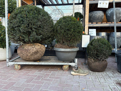 Taxus baccata 60 cm RB. ball (Bare Root Plants)