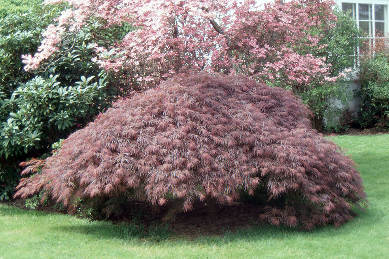 Acer Palmatum Dissectum Atropurpureum CLT 70-110 125-150 1/2 F.