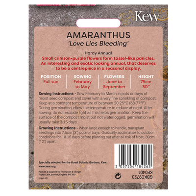 Amaranthus 'Love Lies Bleeding'