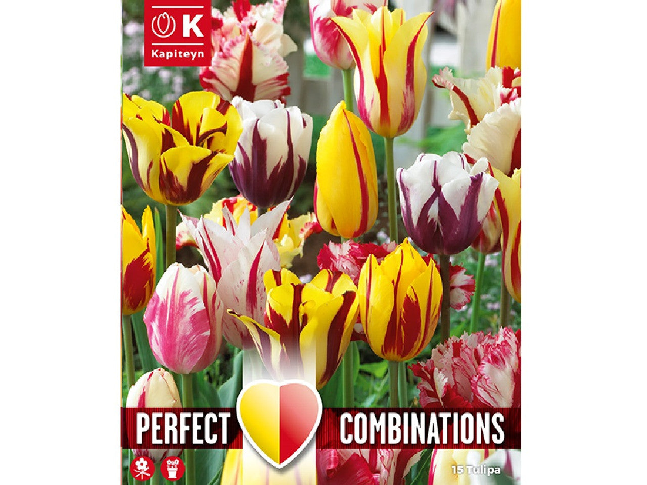 Combi Tulipa Fireworks Blend