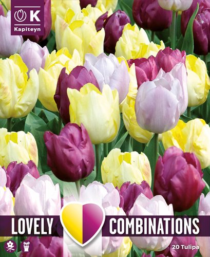 Combi Tulip Yellow, Purple, Lilac