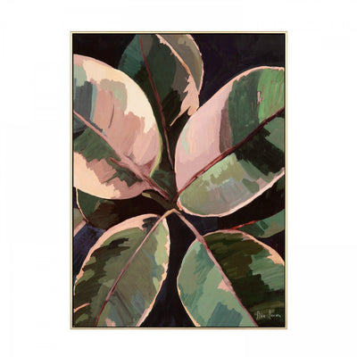 Ficus