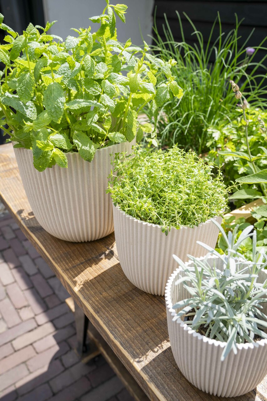 Planter Ball Groove Sawdust White