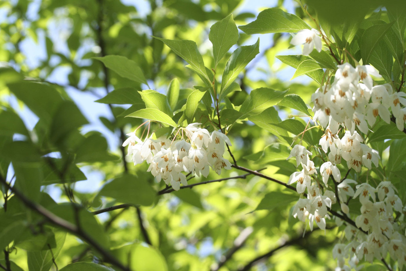 Styrax Japonicus Snowcone CLT 70 300-350