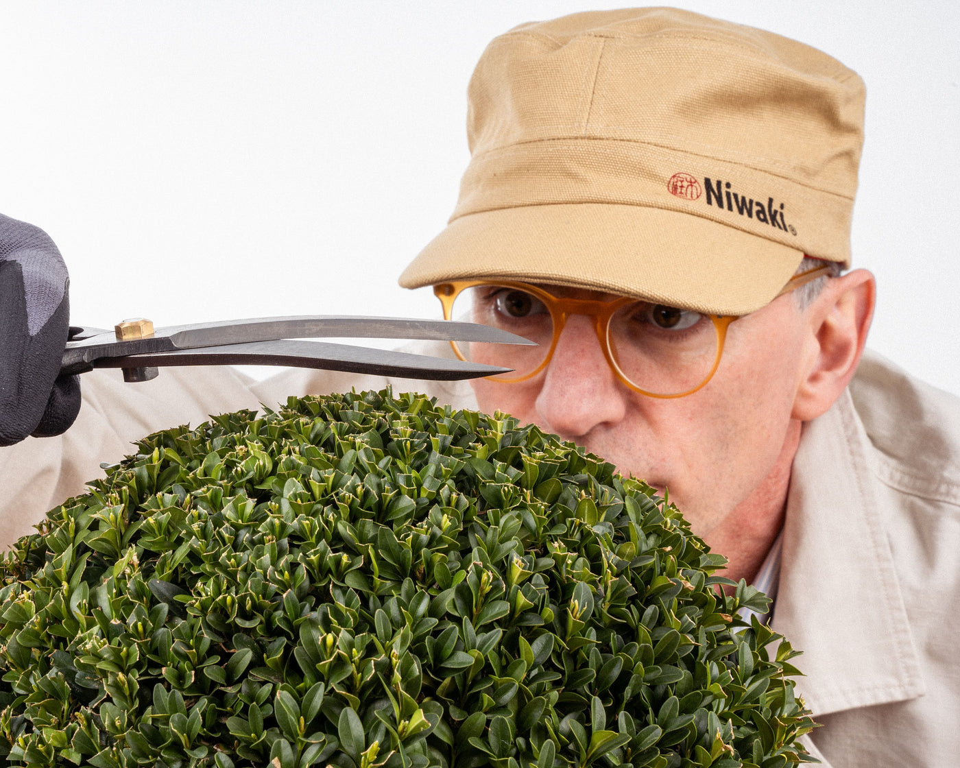 Taxus baccata 30 cm Cont. ball (Bare Root Plants)