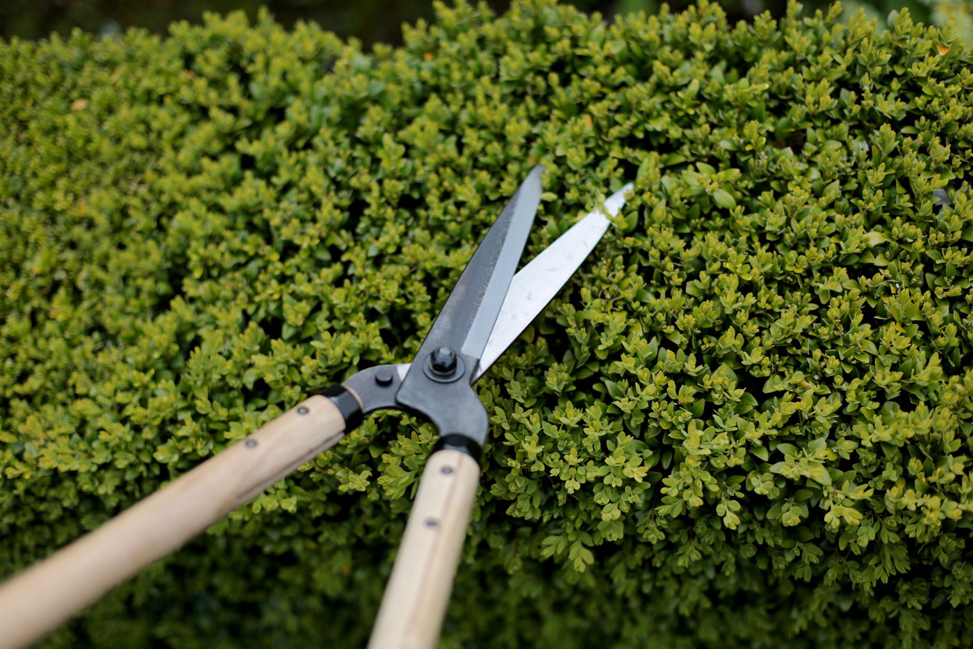 Niwaki Garden Shears • Standard
