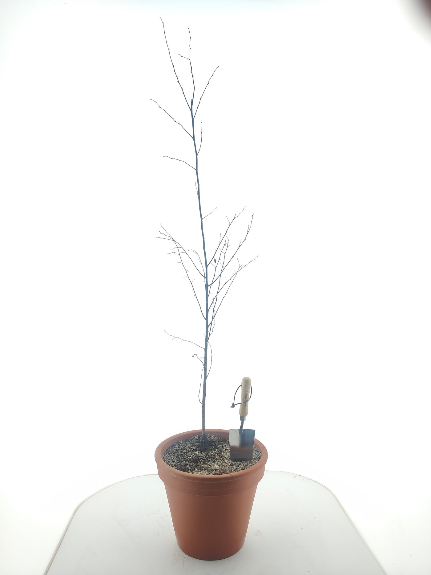 Betula pubescens 1/1 125-150 cm (Bare Root Plants)