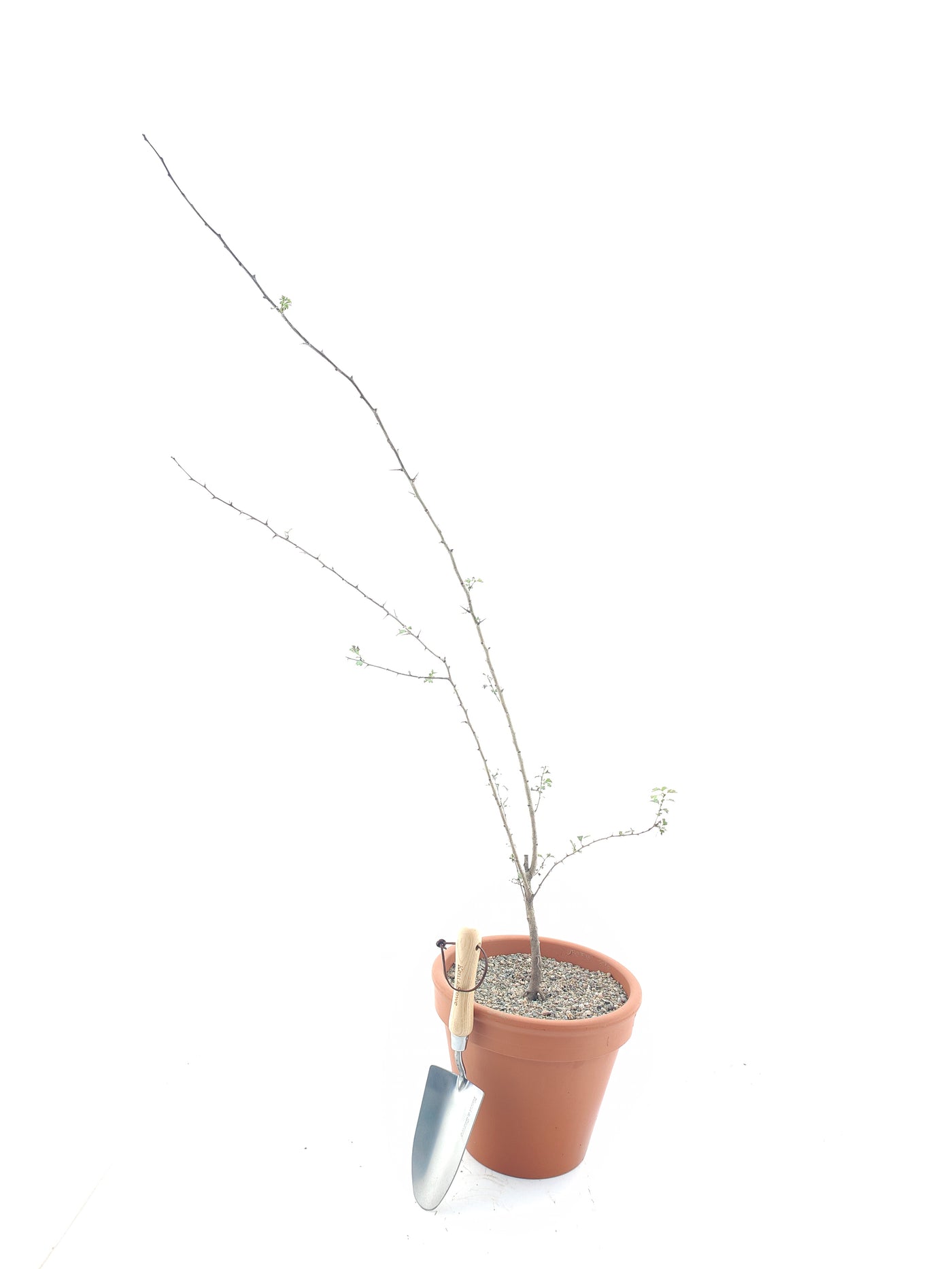 Fagus sylvatica 1/0  40-60 cm 5mm/+ (Bare Root Plants)