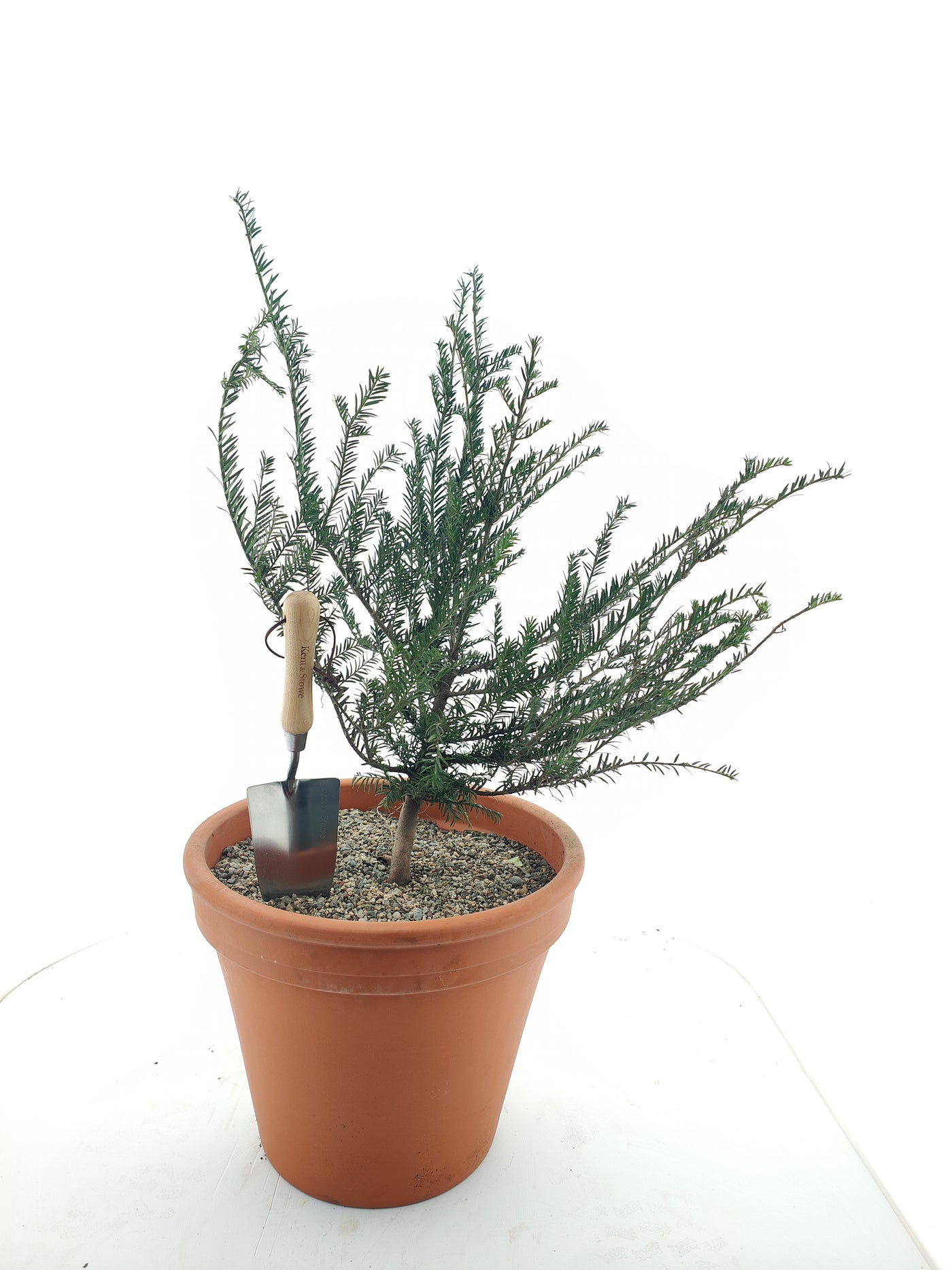 Taxus baccata 2/2 40-60 cm (Bare Root Plants)