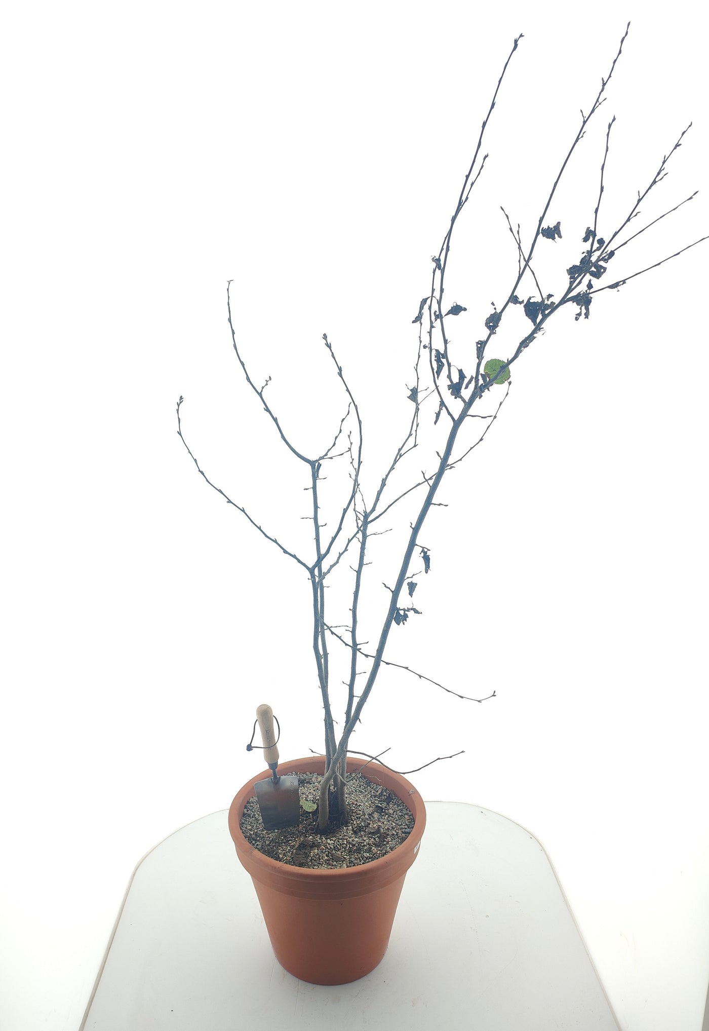 Fagus sylvatica 1/2 80-100 cm (Bare Root Plants)