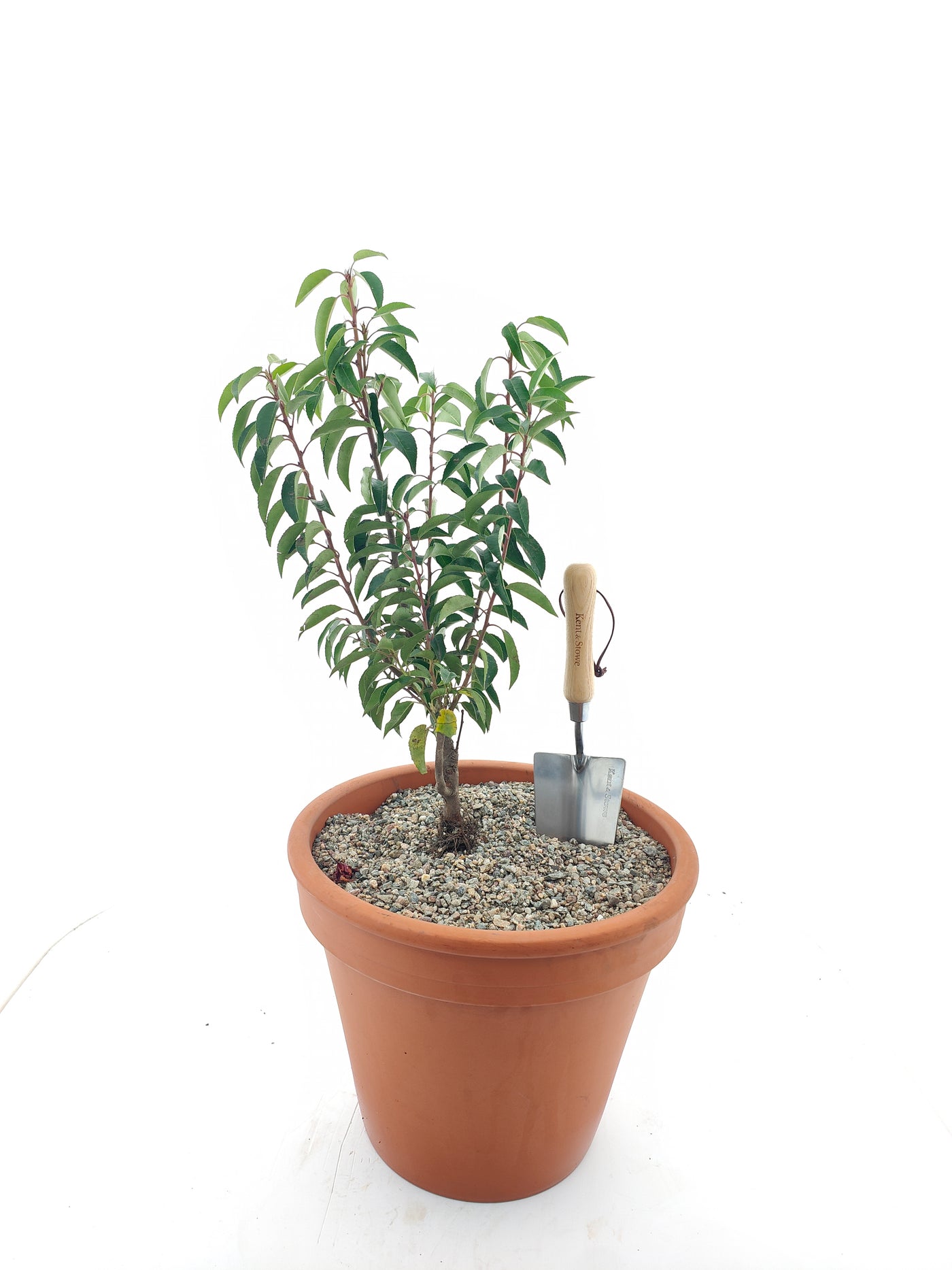 Prunus lusitanica 'Angustifolia' 30-50 cm bushy (Bare Root Plants)