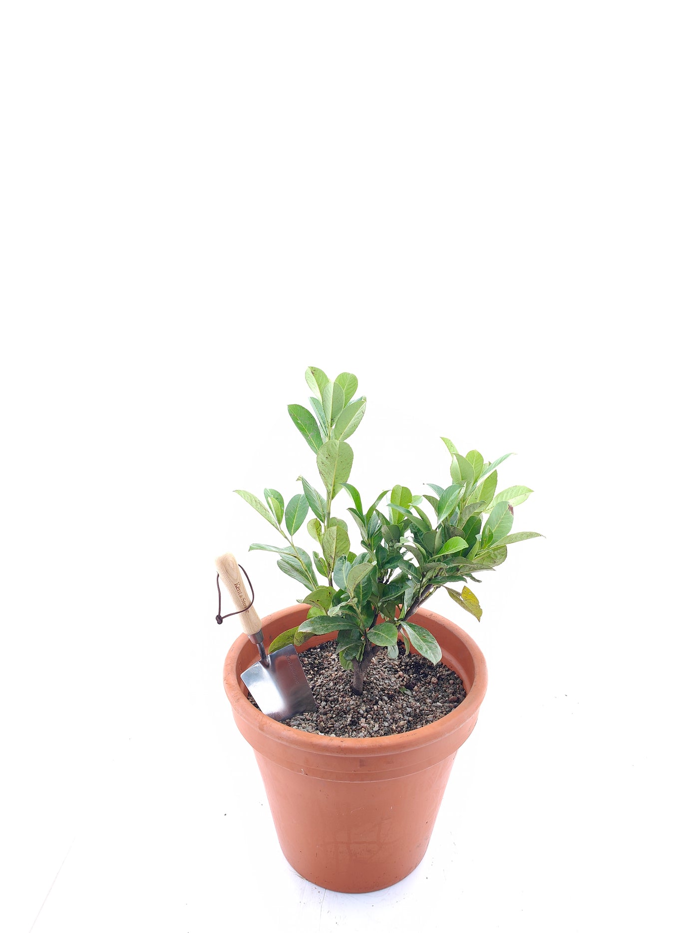 Prunus l. 'Rotundifolia' 40-60 cm 2-3 brs. (Bare Root Plants)