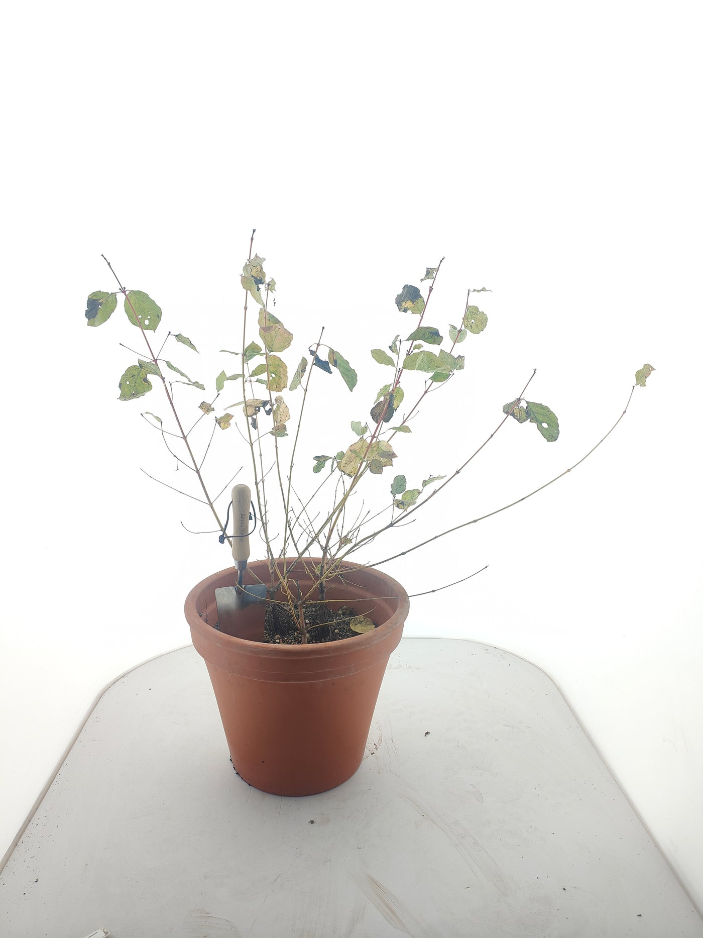 Cornus sang. 'Midwinter Fire' 0/1  60-100 cm 2-3 br (Bare Root Plants)