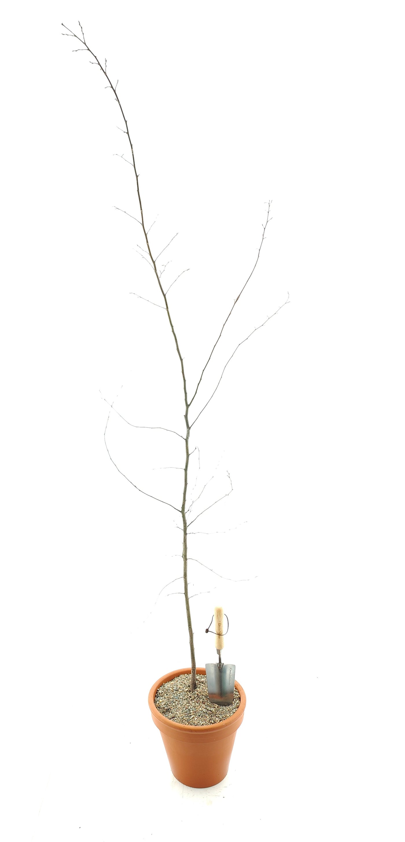 Carpinus betulus 1/1 60-90 cm (Bare Root Plants)