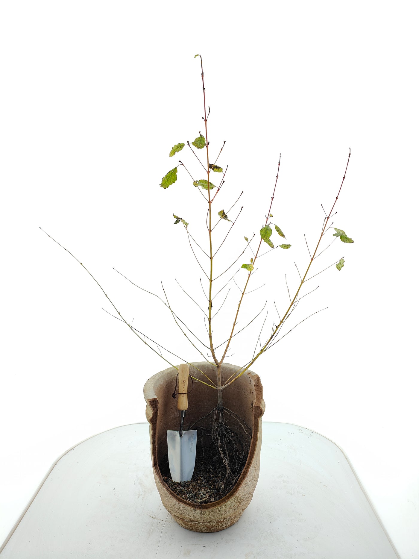 Cornus sericea 'Flaviramea' 0/1  60-100 cm 2-3 br (Bare Root Plants)