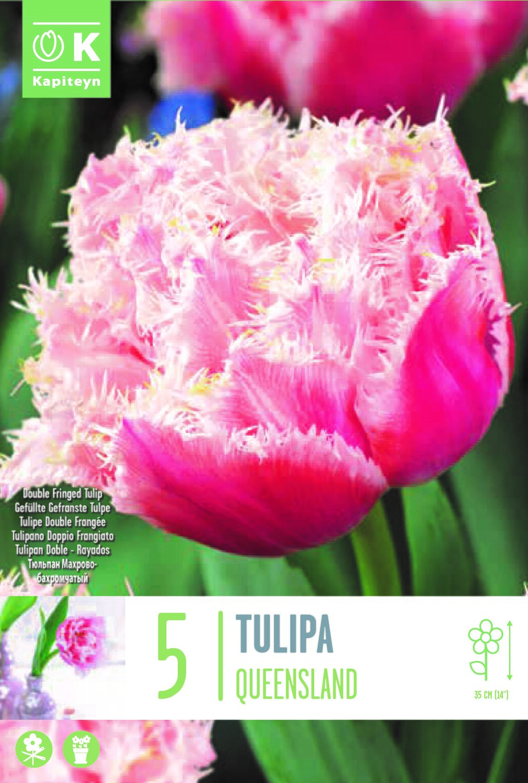 Tulip Double Late Queensland
