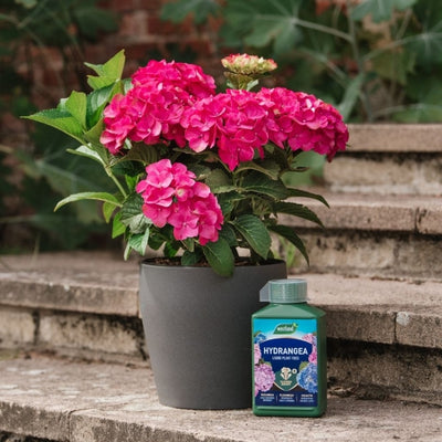 Westland Hydrangea High Performance Liquid Plant Food 1L