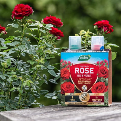 Westland Rose Feed & Protect 2x 500ml