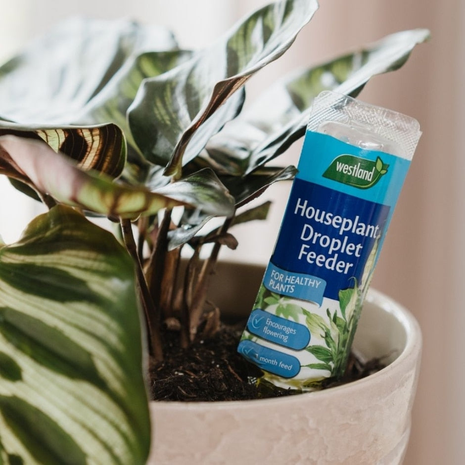 westland houseplant potting mix Westland Houseplant Droplet Feeder 40ml – The Pavilion