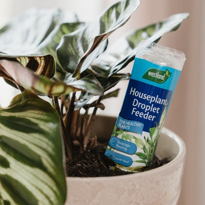 Westland Houseplant Droplet Feeder 40ml