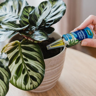 Westland Houseplant Droplet Feeder 40ml