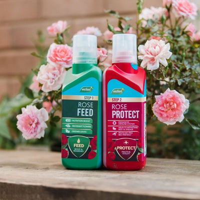 Westland Rose Feed & Protect 2x 500ml
