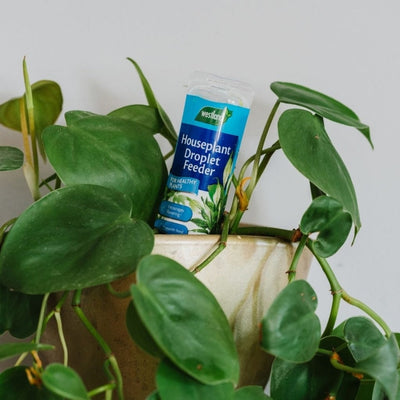 Westland Houseplant Droplet Feeder 40ml