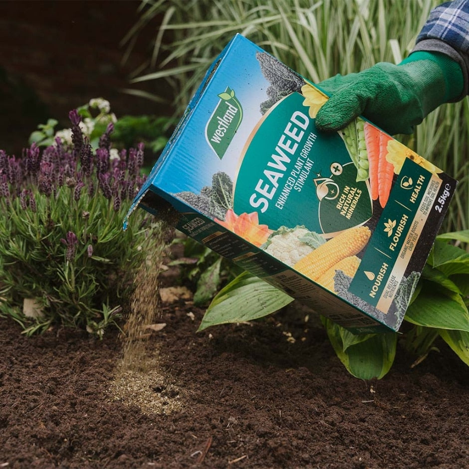 Westland Seaweed Enhanced Plant Food 2.5kg