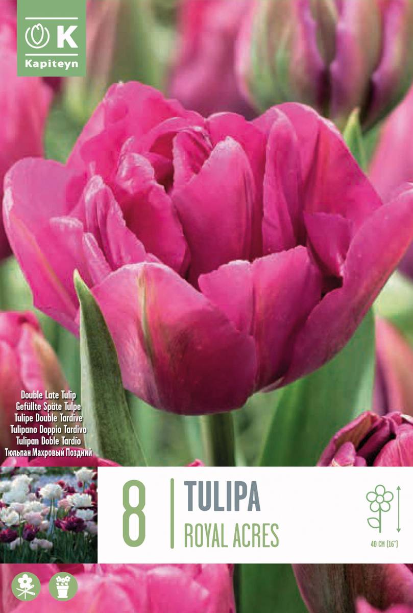 Tulipa Double Royal Acres