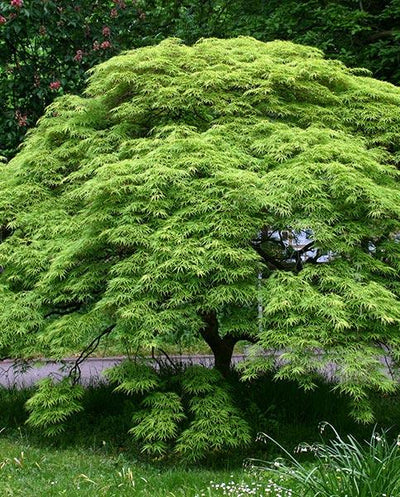 Green - Acer / Japanese Maple